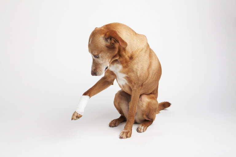Abscesos en perros: ¿cómo tratarlos?