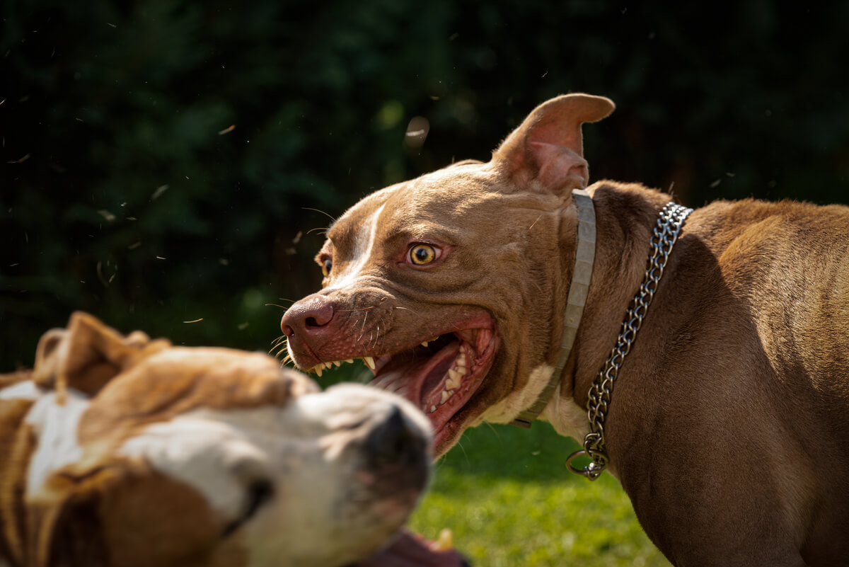 Dos perros agresivos en una lucha.