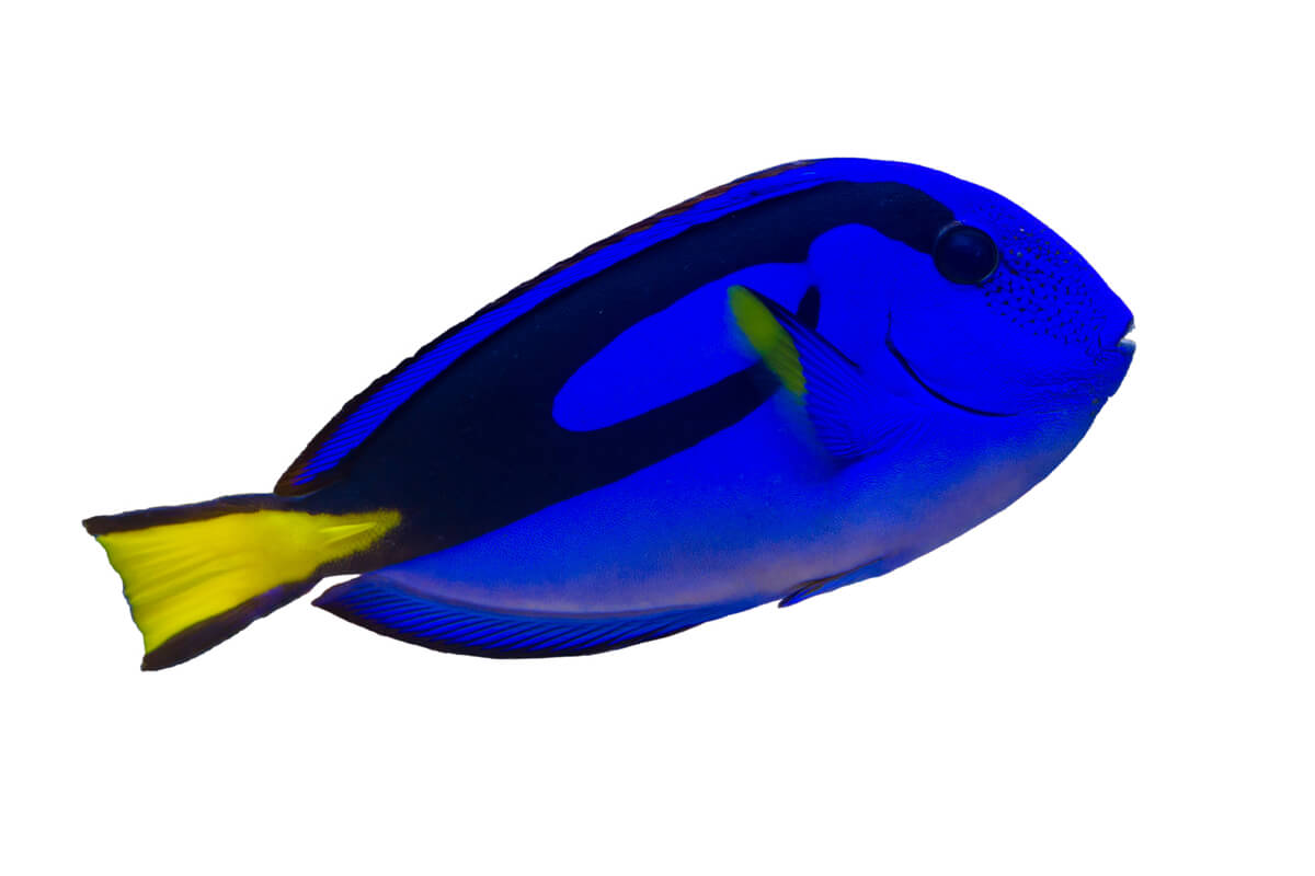 Un pez cirujano.
