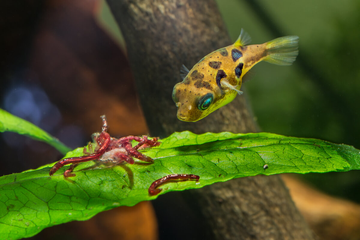 El pez globo enano es uno de los tipos de pez carnívoros para el acuario.