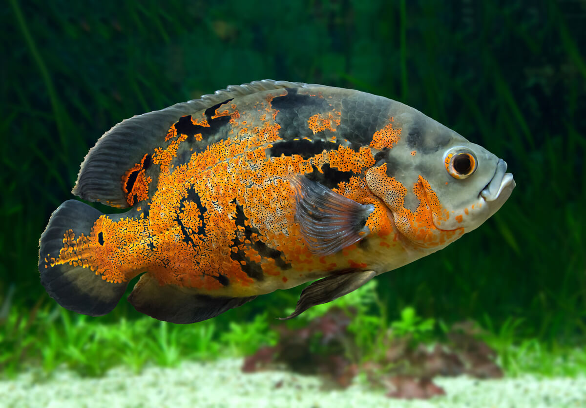 7 peces de agua dulce incompatibles en tu acuario