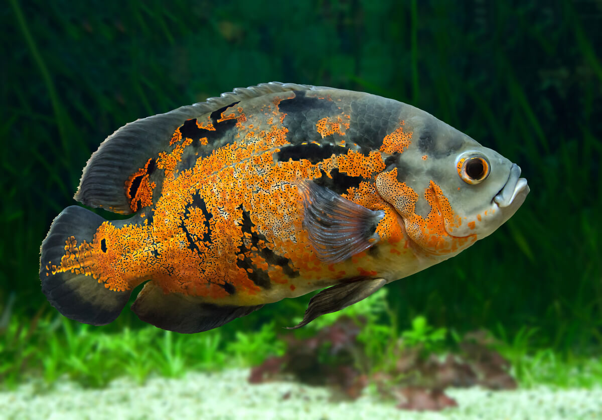 Uno de los peces aptos para prinicipiantes.