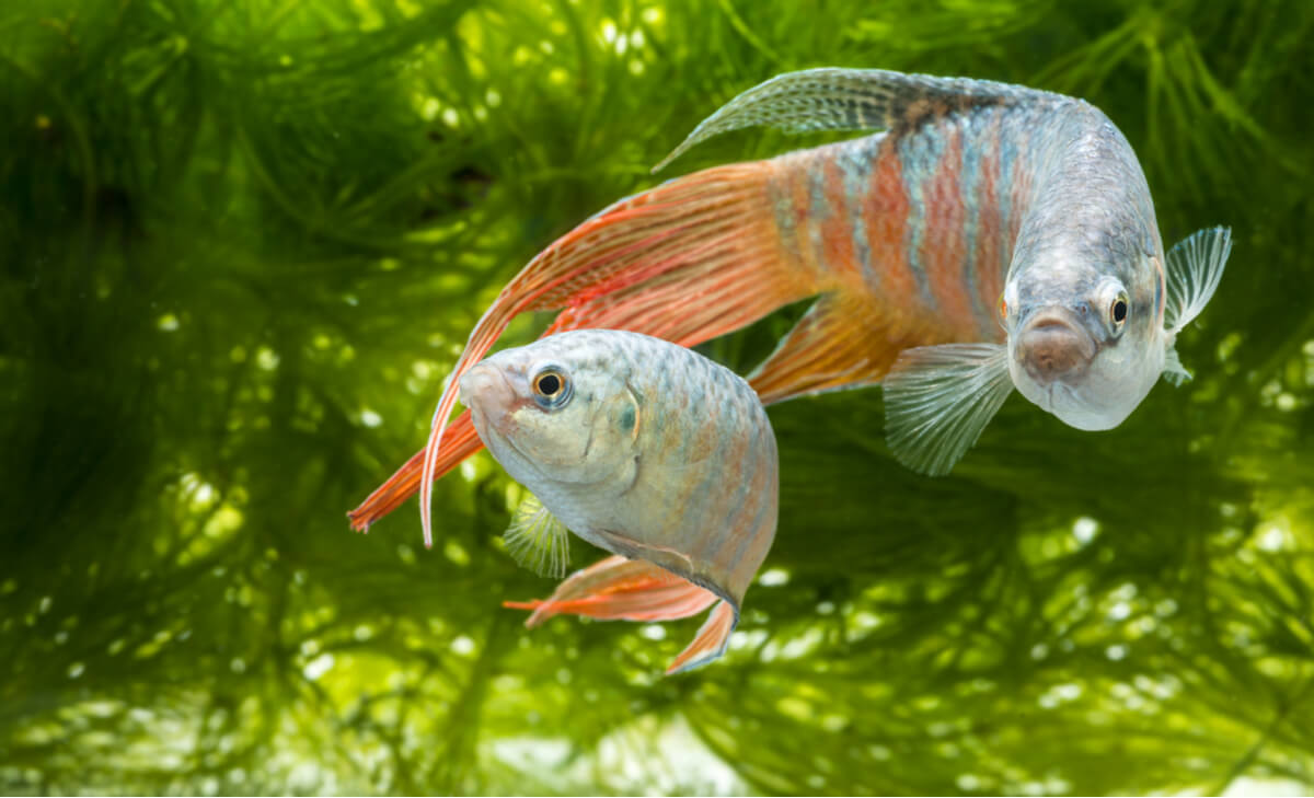 El pez paraíso es uno de los animales que no necesitan un filtro.