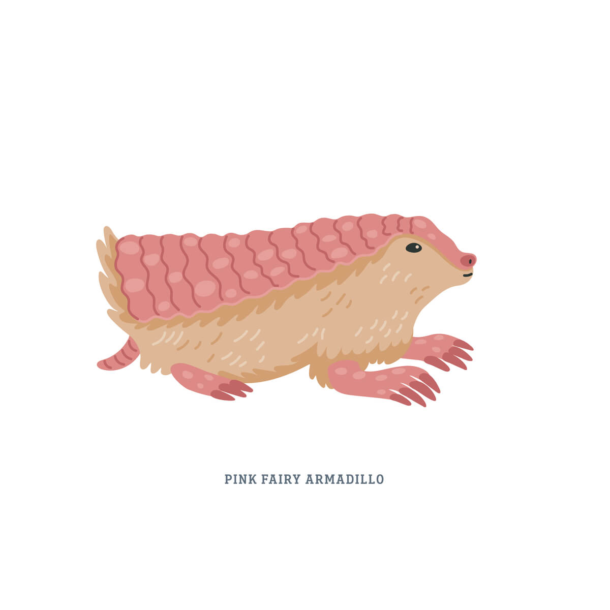 El pichiciego es una de las especies de armadillos.