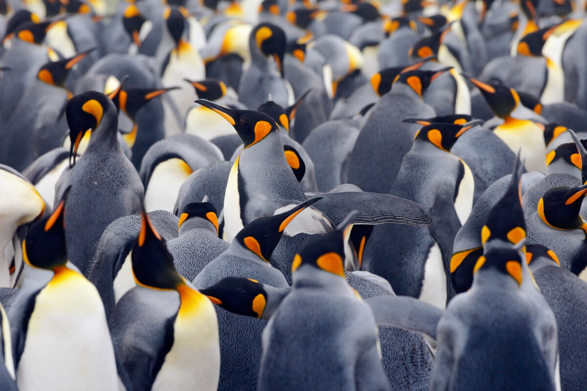 Una población de pingüinos reales.