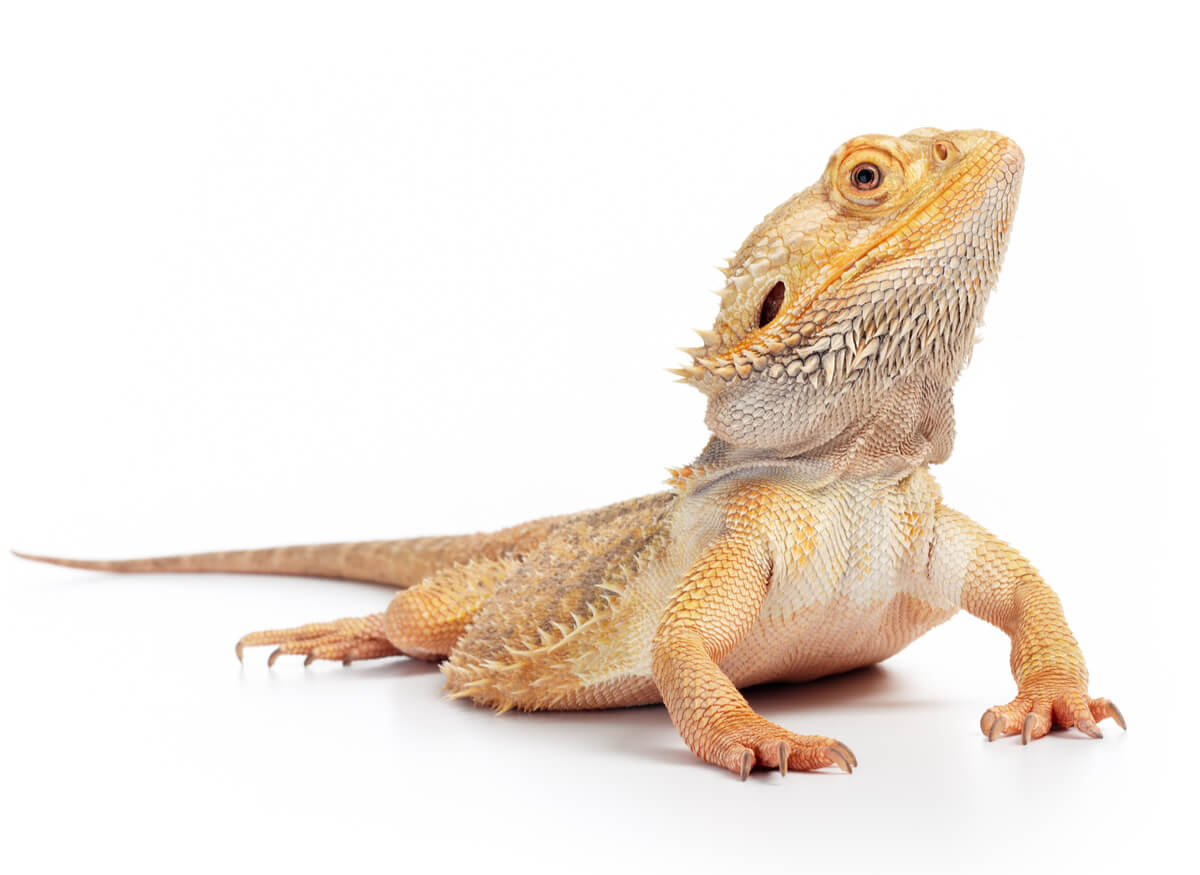 Una pogona sobre un fondo blanco.