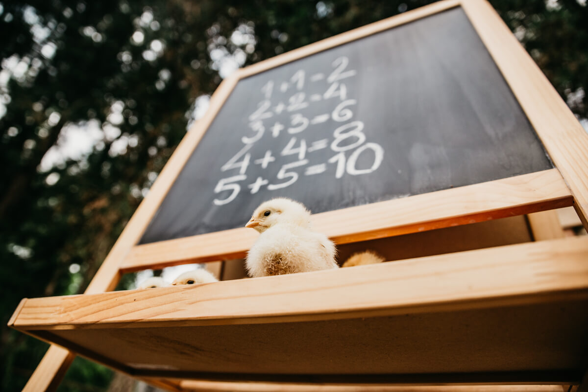 Un pollito sobre una pizarra.