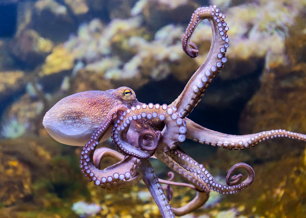 An octopus swimming.