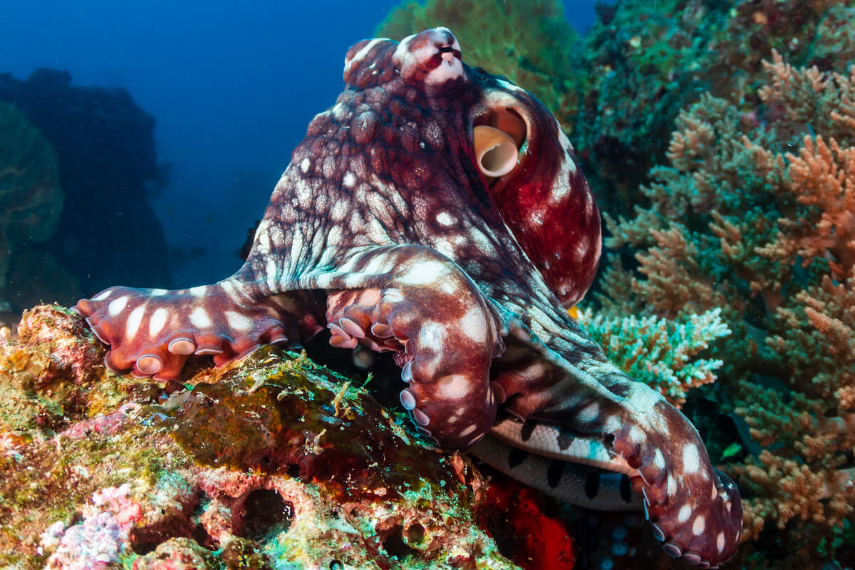 Die Intelligenz des Oktopus auf dem Prüfstand!
