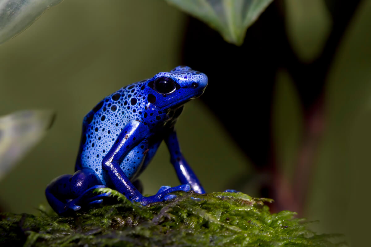 Una rana dendrobates sobre una rama.