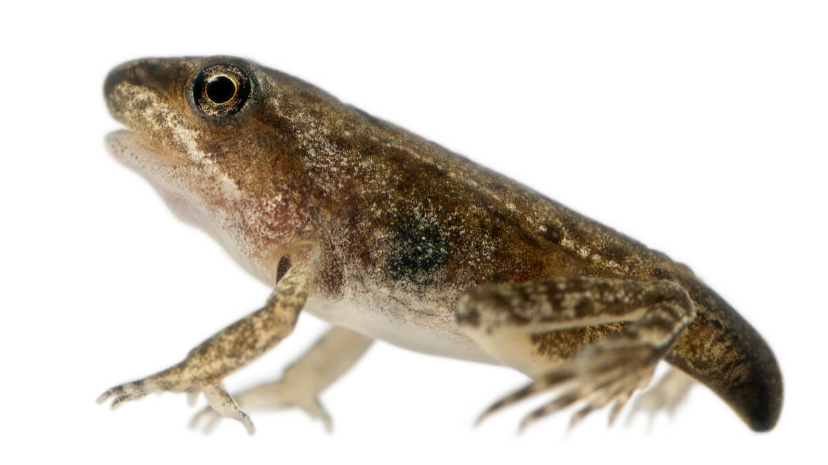 Una rana que casi ha terminado la metamorfosis.