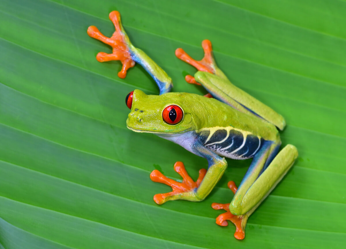 Red-eyed tree frog: habitat and characteristics