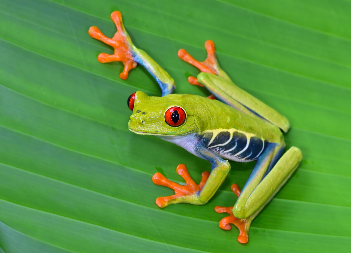 La rana de ojos rojos: características, hábitat y alimentación