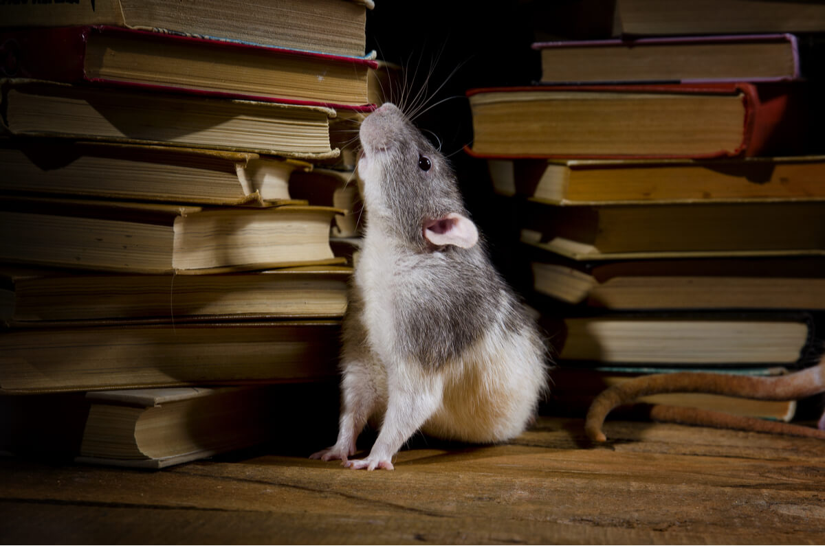 Una rata entre libros.