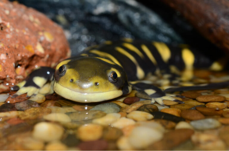 Todo sobre la salamandra tigre