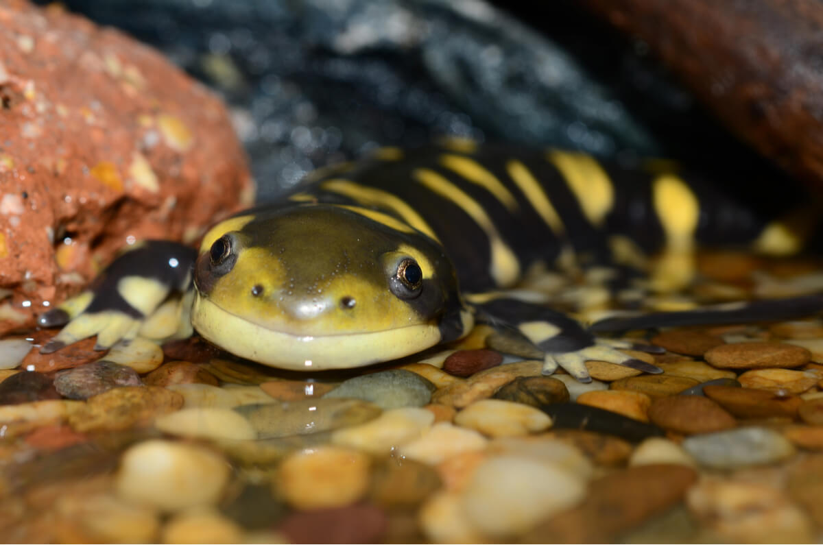 Una salamandra tigre en el agua.