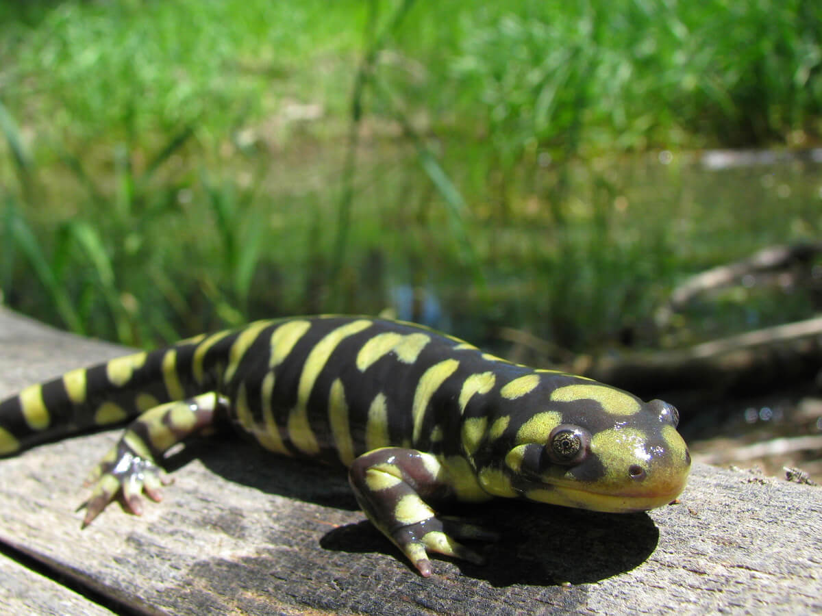 Uma salamandra na natureza.