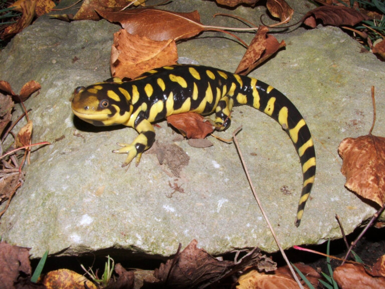Salamandra tigre: cuidados en cautiverio y consideraciones legales