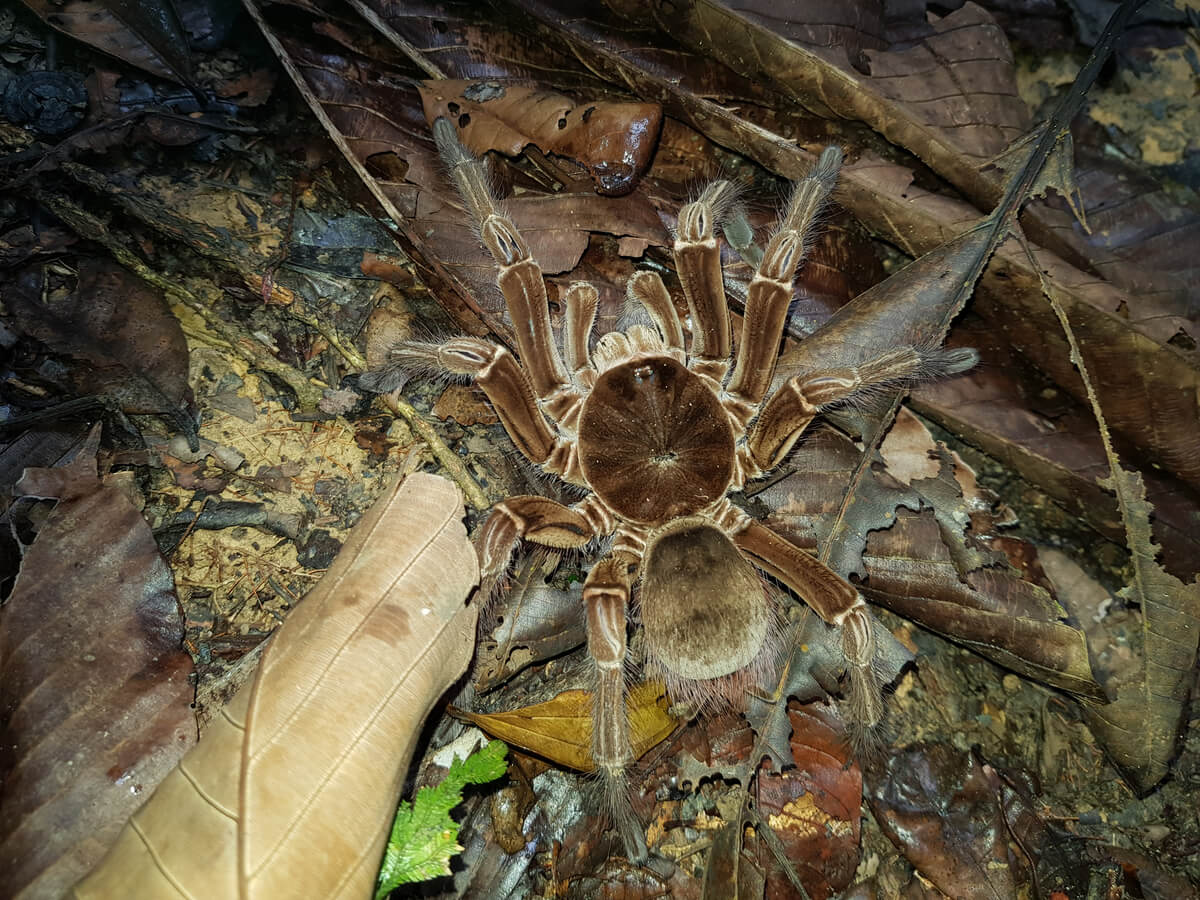 A giant tarantula.