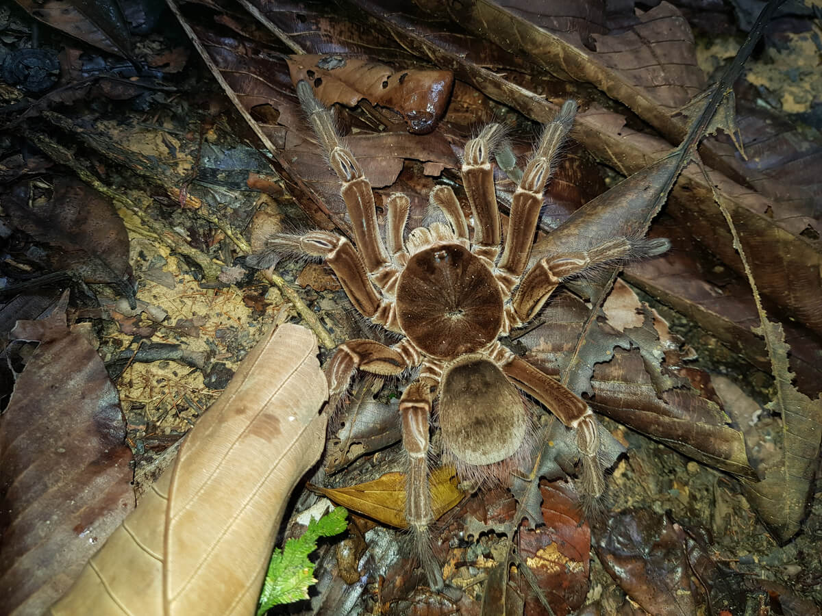 Una tarántula gigante.