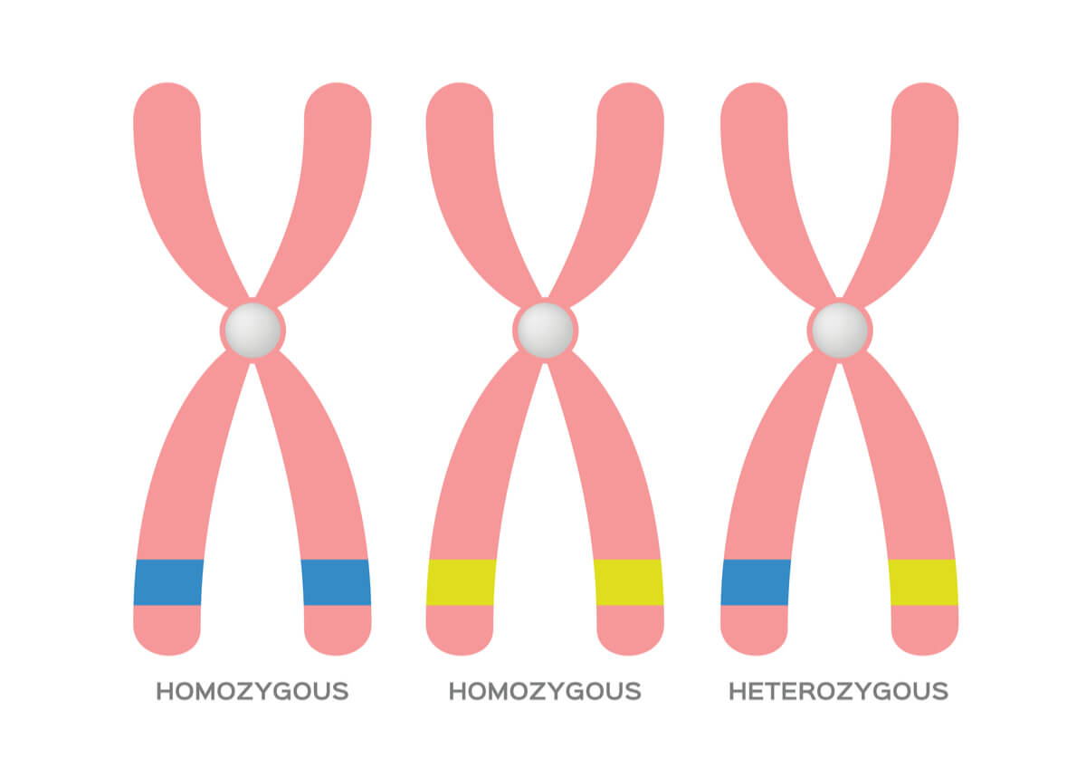 Homocigoto y heterocigoto