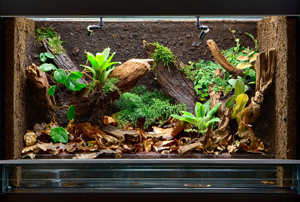 Un terrario bioactivo.