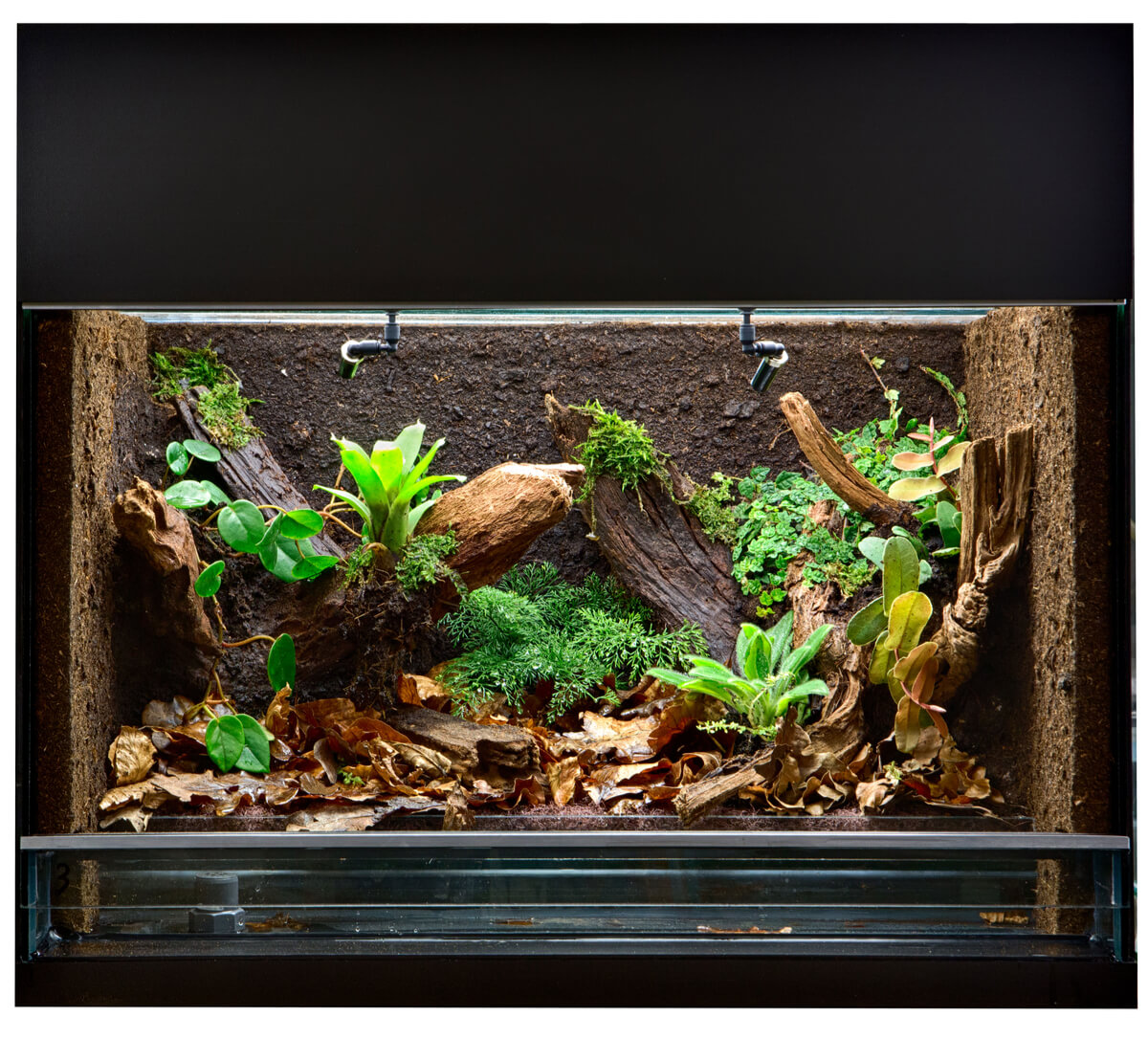 Terrario de arácnidos.