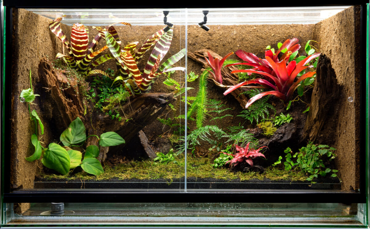 Un terrario tropical.