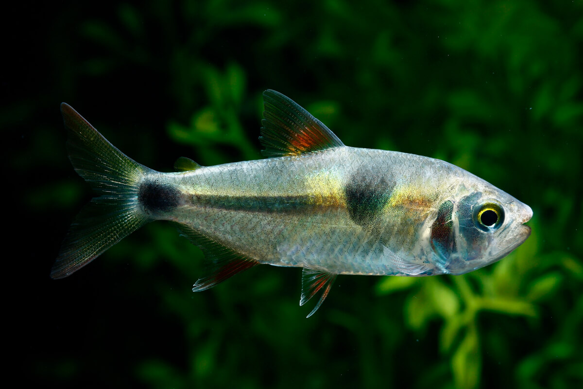 Tetra fish.