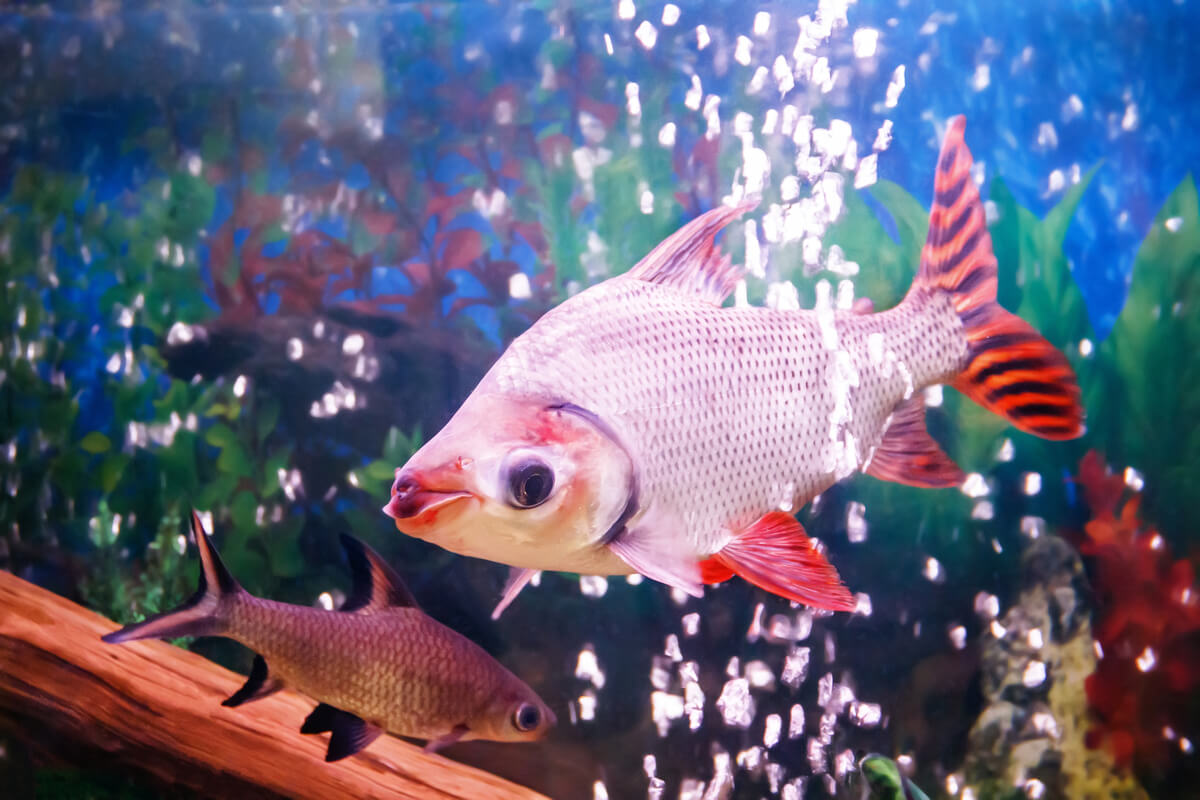 Peces de agua dulce incompatibles.