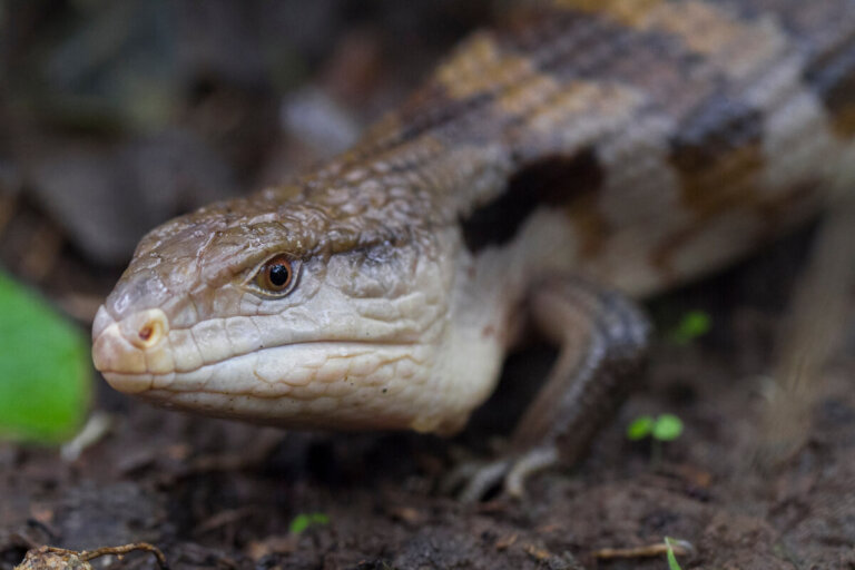Tiliqua gigas: cuidados en cautiverio