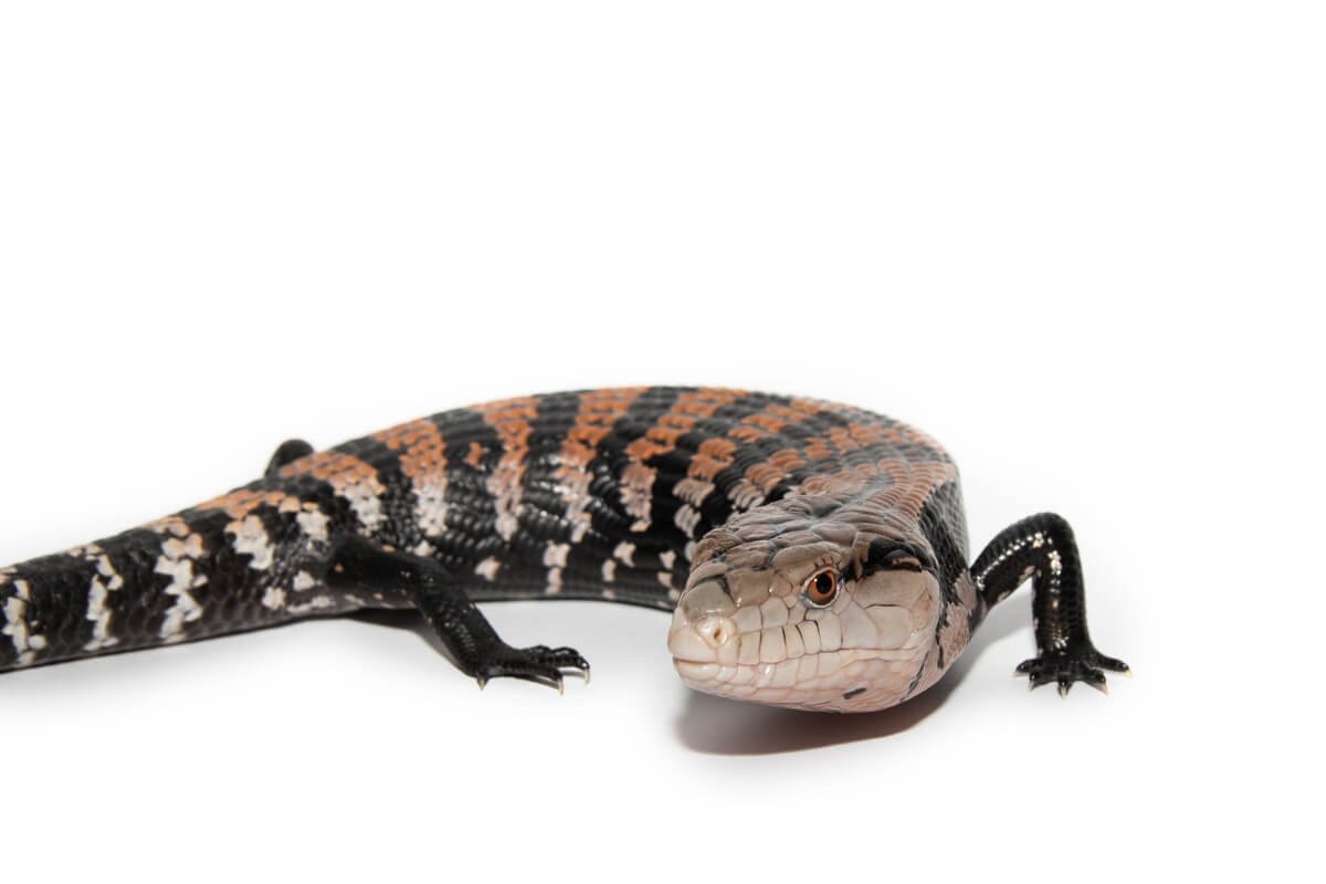 Tiliqua gigas sobre fondo blanco.