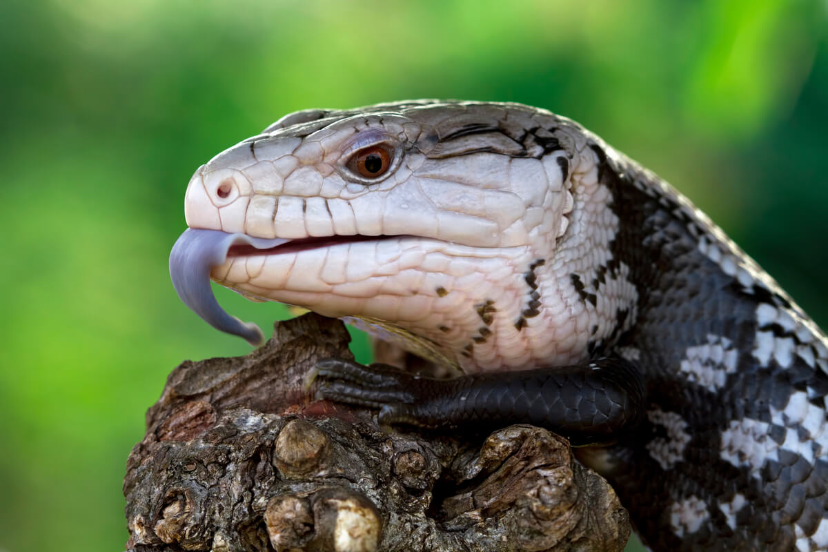 Un lagarto saca la lengua.