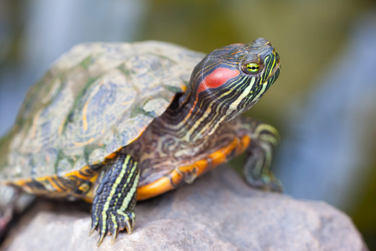 Une tortue de Floride sur un rocher.
