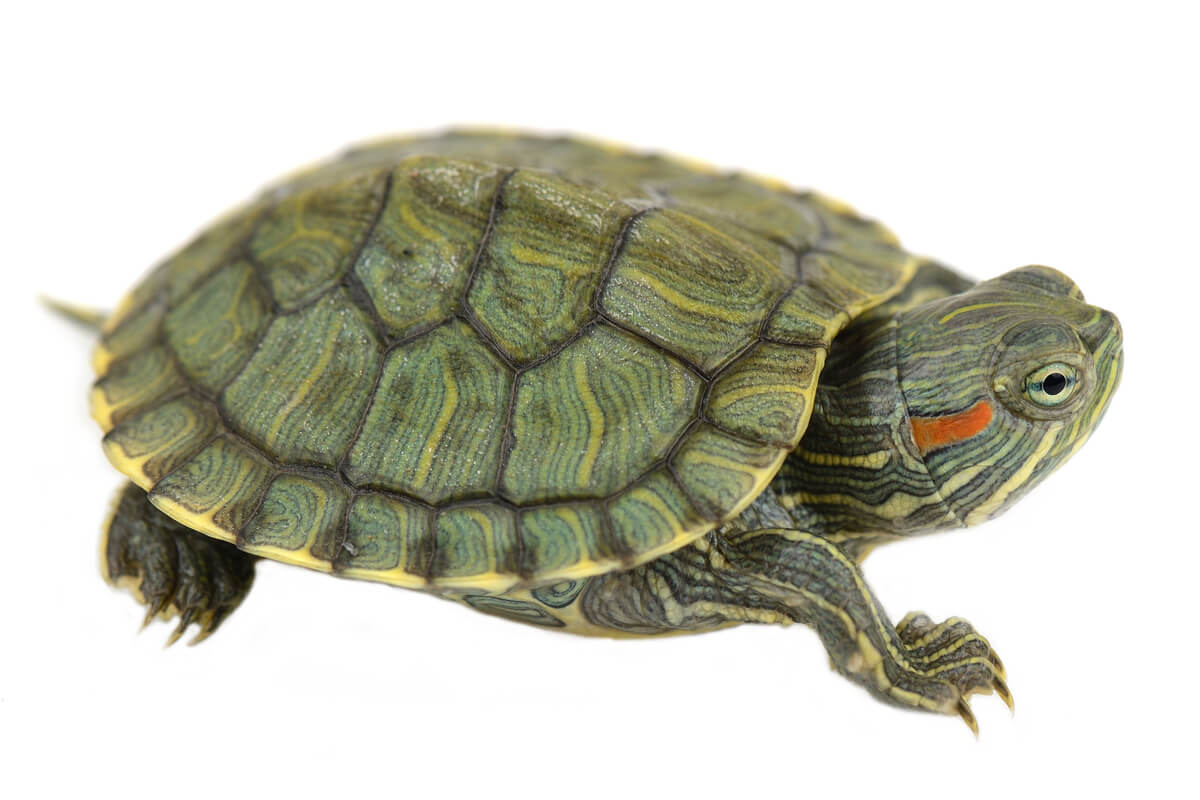 La tortuga de orejas rojas es uno de los reptiles prohibidos.