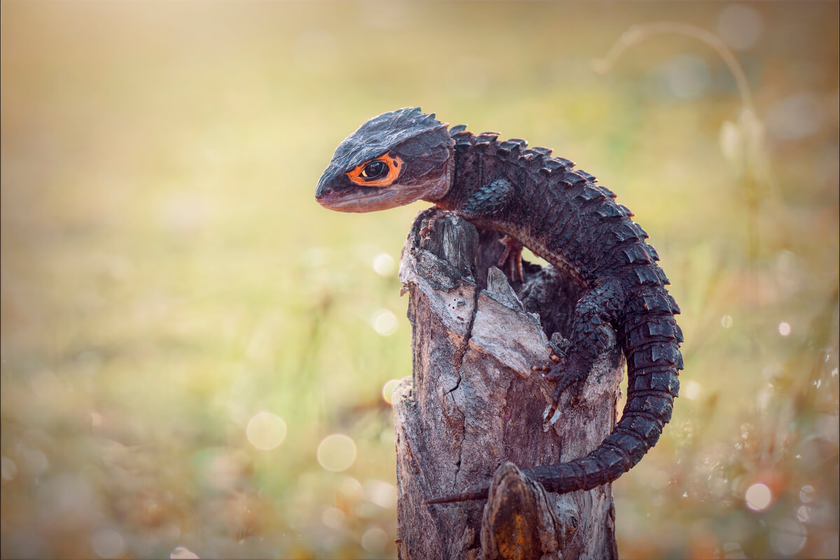 Uno degli animali esotici che sembra un drago.