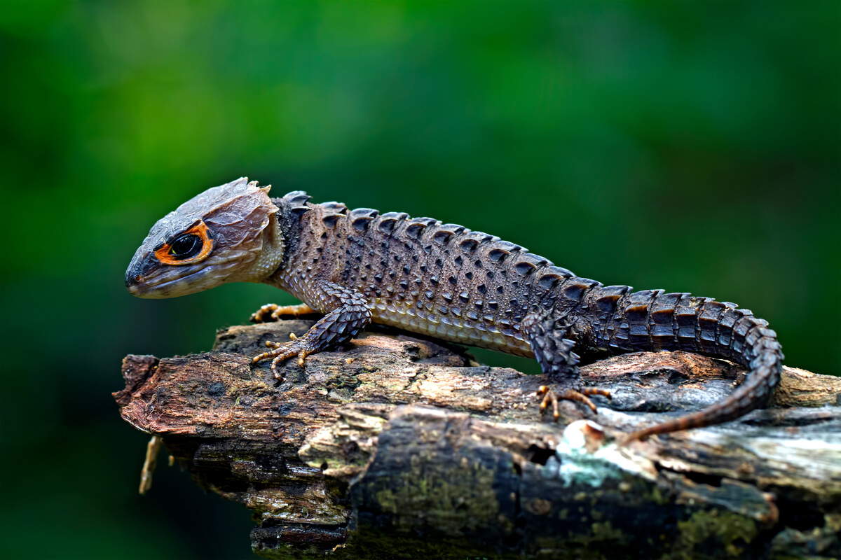 Un escinco cocodrilo sobre una rama, animales exóticos.