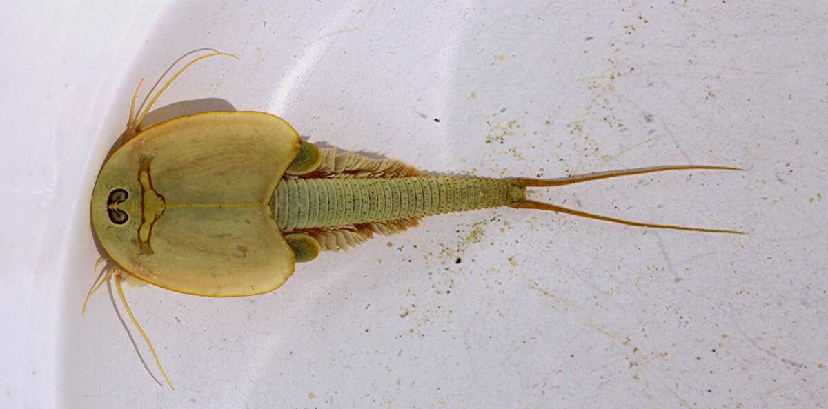 Un triops sobre un fondo blanco.