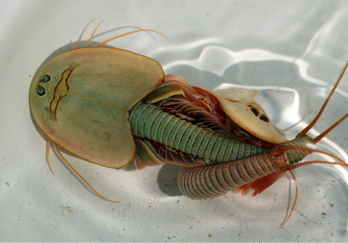 Una pareja de triops reproduciéndose.