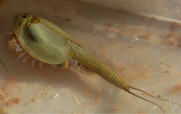 Triops: cuidados y claves para su desarrollo