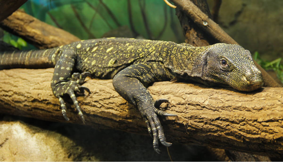 Un varano apoyado en una rama.