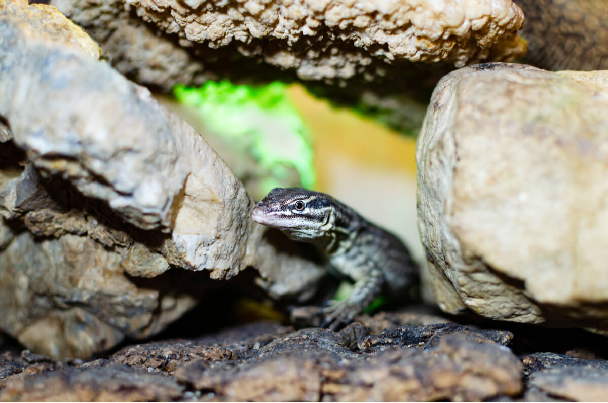 Un varano juvenil en un terrario.