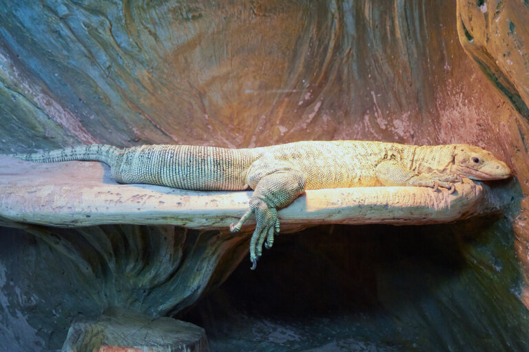 ¿Por qué los varanos son malas mascotas?