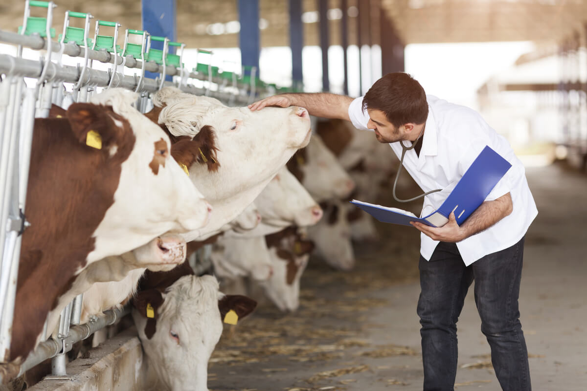 Las vacas son vías de entrada de fiebre aftosa.