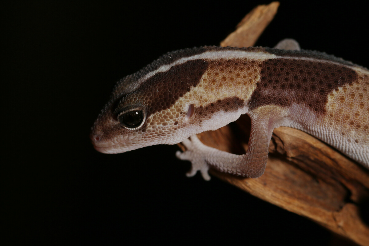 Un zoom en la cabeza de un gecko.
