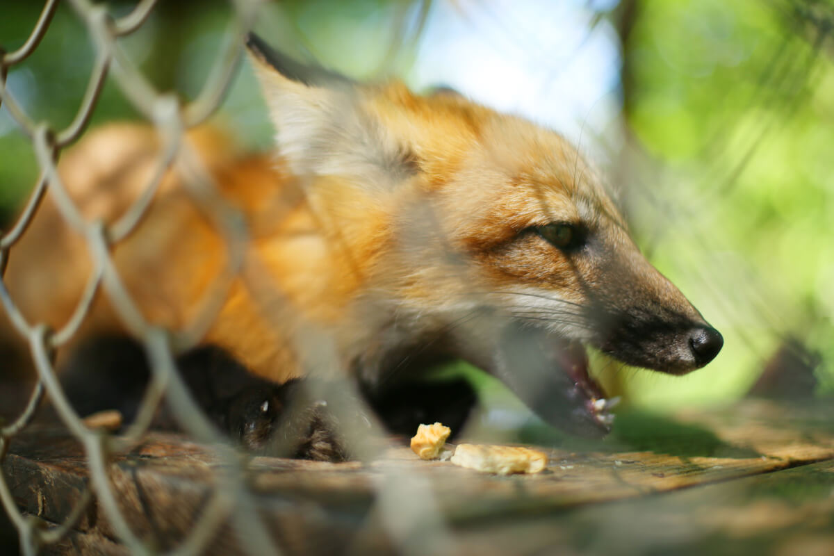 Una volpe rinchiusa in una gabbia.