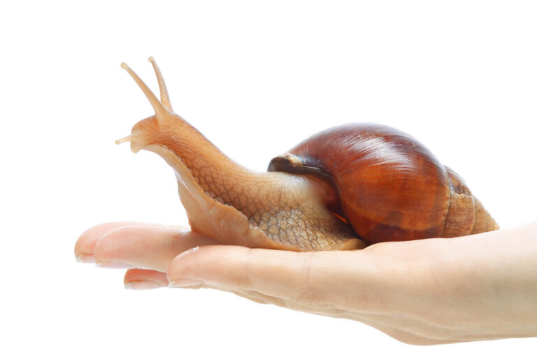 8 tipos de moluscos