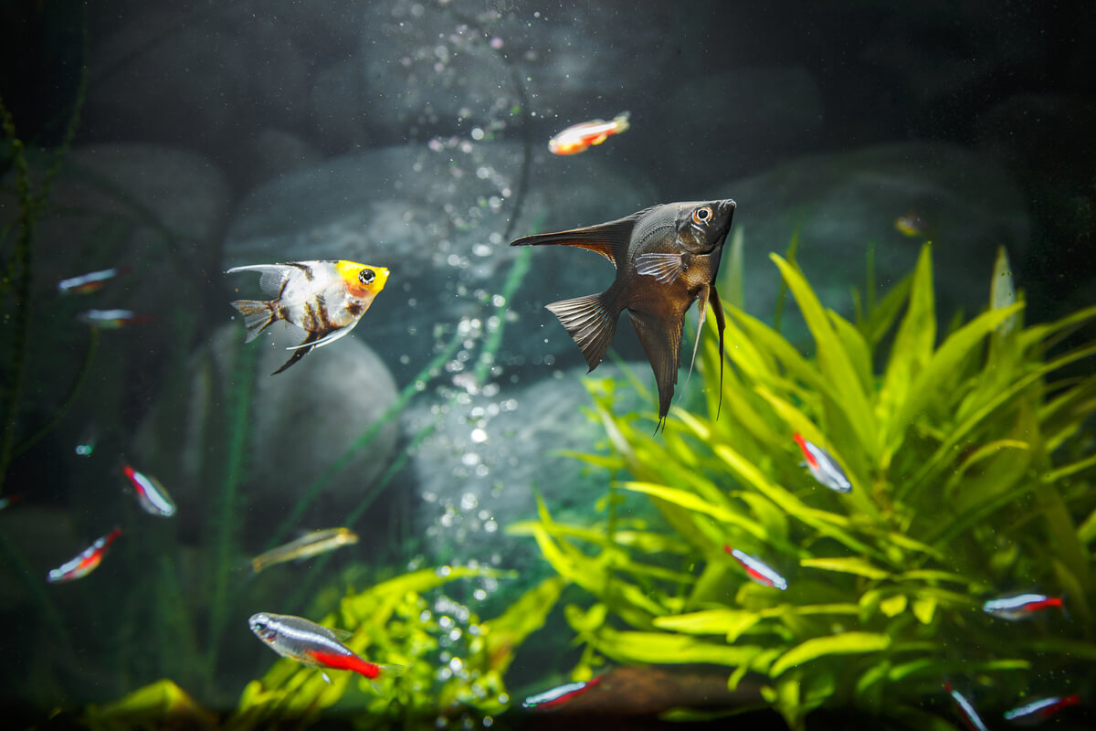 El estrés en peces puede manifestarse de muchas formas.