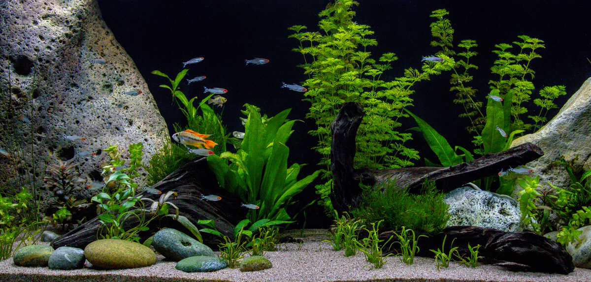 Un aquarium avec des poissons.