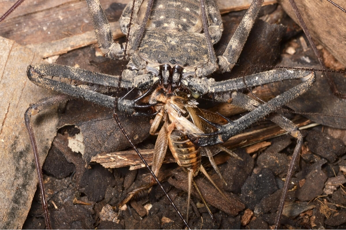 An amblipgio eats a cricket.